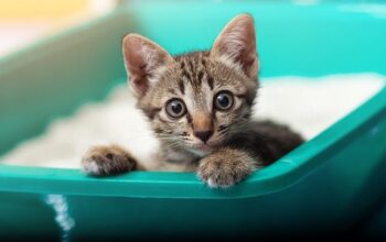 kittens litter box training ideas