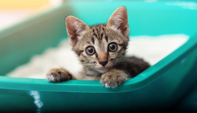 kittens litter box training ideas