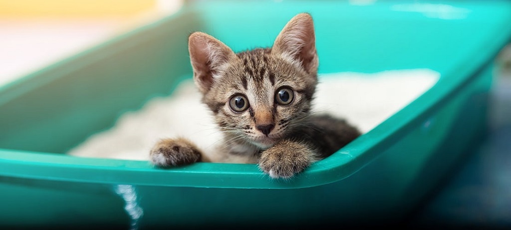 Kittens and Litter Box Training: What You Need to Know