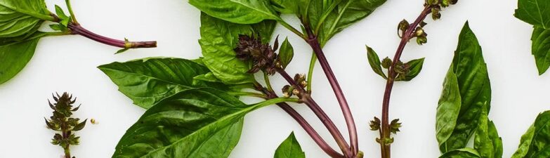 What are the benefits of Thai basil leaves?
