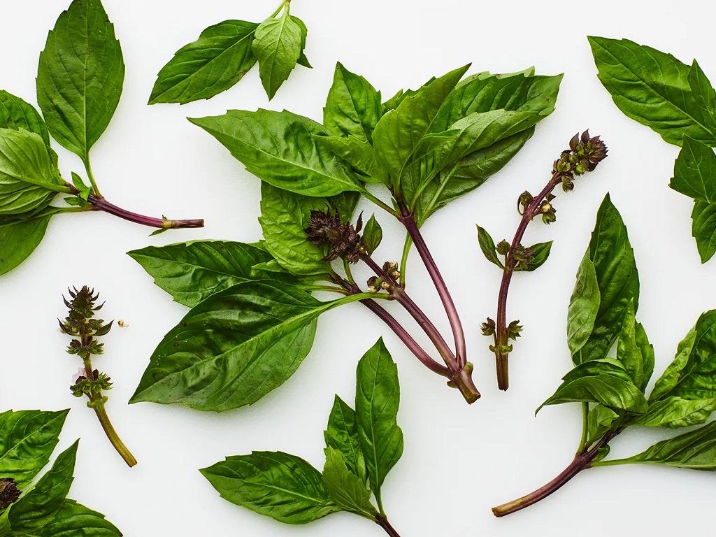 Thai Basil Leaf Review: A Licorice Punch for Your Palate