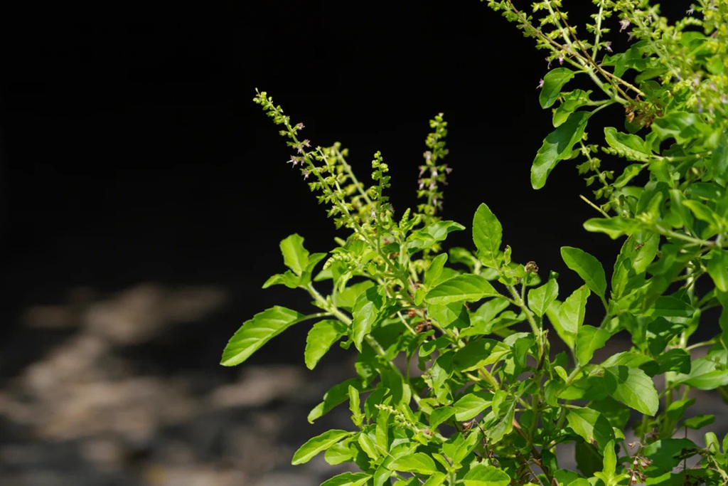 What herbs reduce cortisol